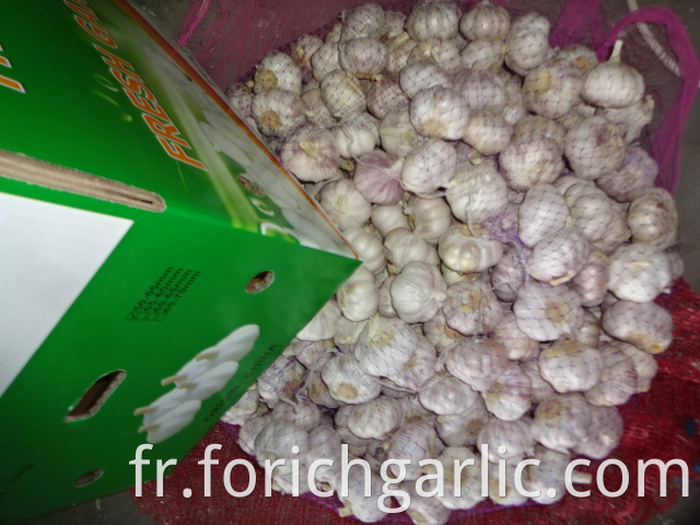 Best Price Normal Garlic